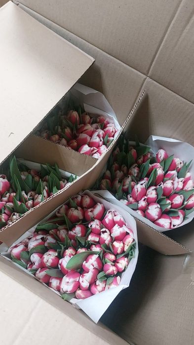 Тюльпаны розница 690 тенге