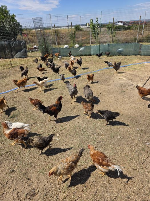 Vând păsări de curte