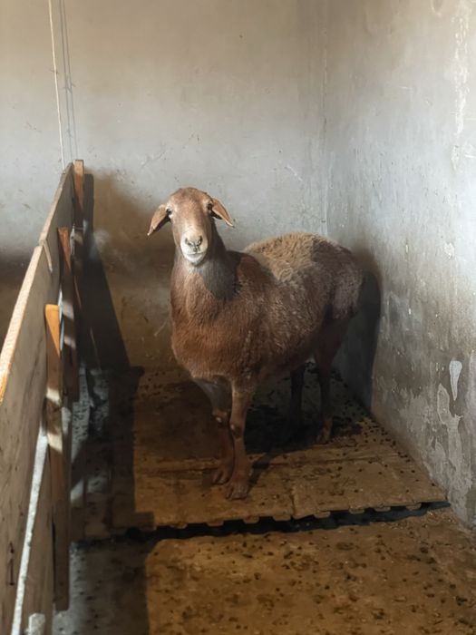 Гиссар куй сотилади