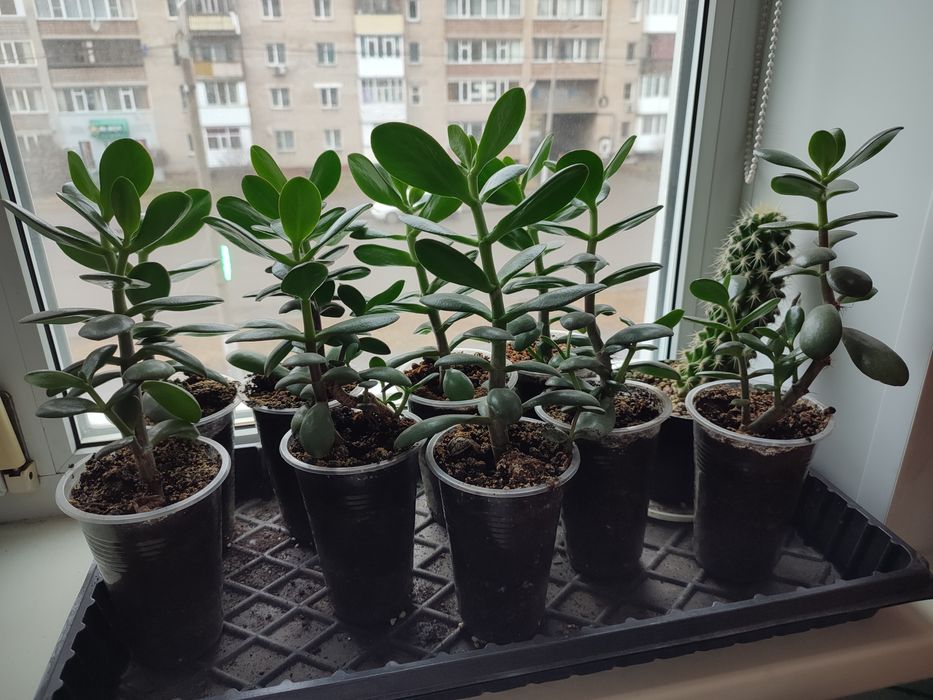 Тростянка. Денежное дерево.