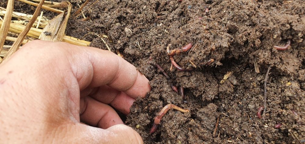 Калифорнийский черви