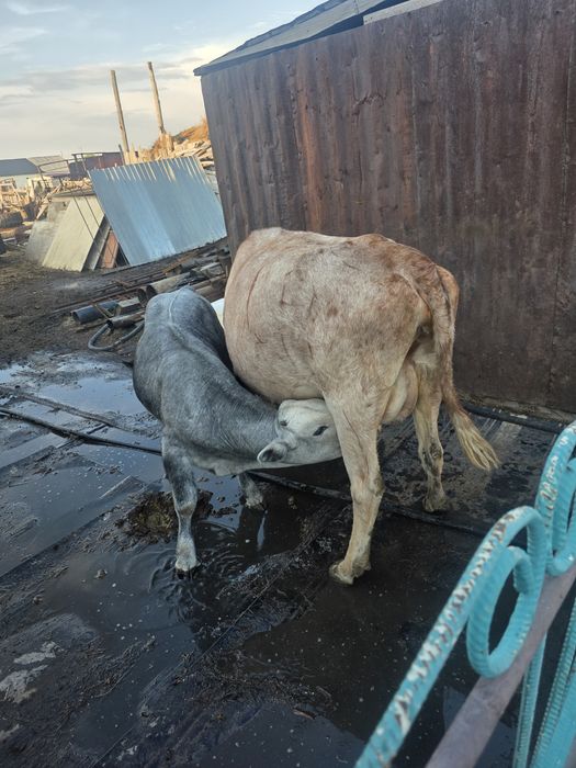 Продам КРС либо обмен