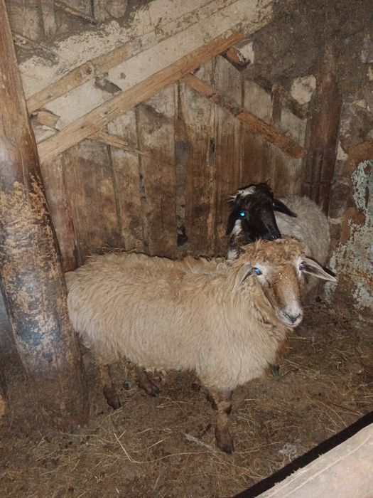 Продам тоқтылар, кошкары