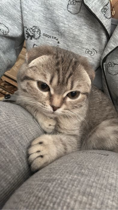 Очень красивый котенок