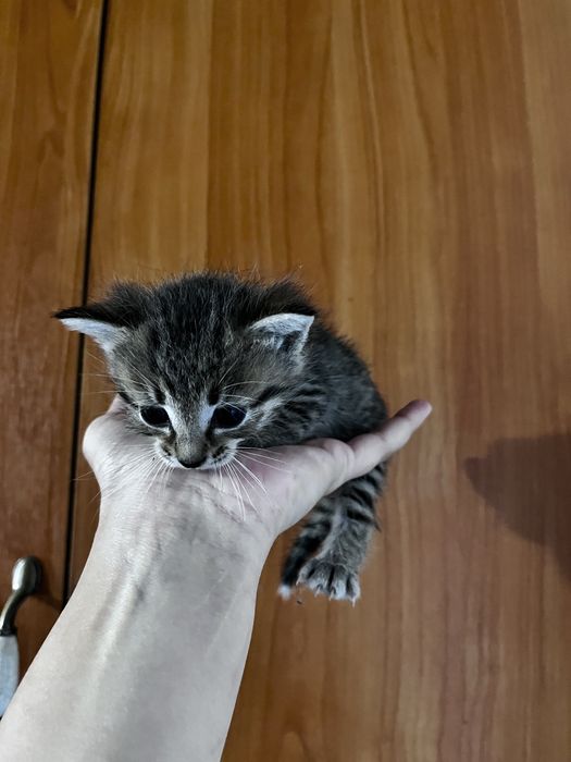 Маленькие котята
