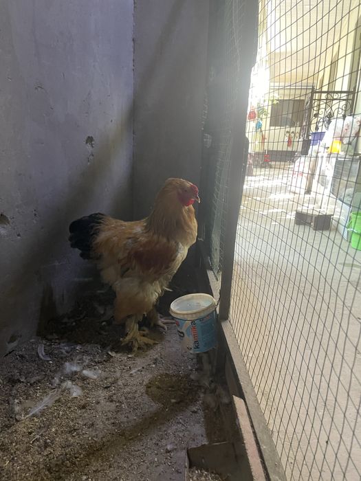 brama palvi va svetli xurozlari sotladi