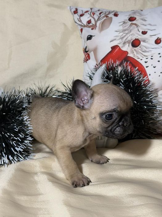 Френски булдог - бебета