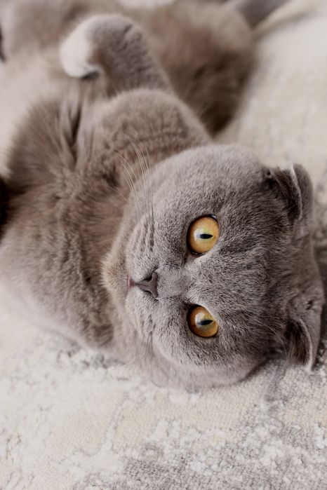 Британский вислоухий кот