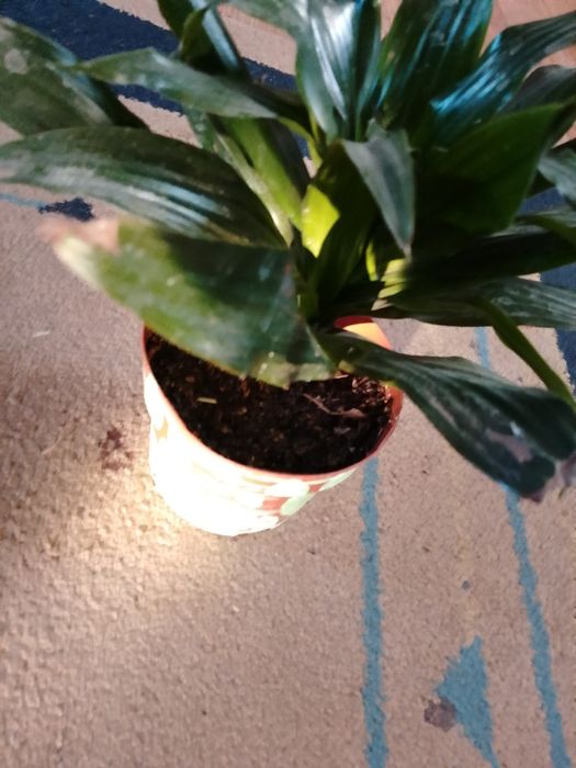 Цветок Аспидистро