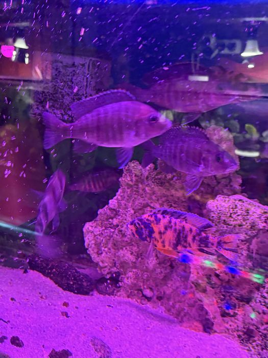 Продаются различные аквариумные рыбы