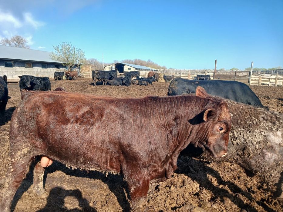 Продам быков ангусов