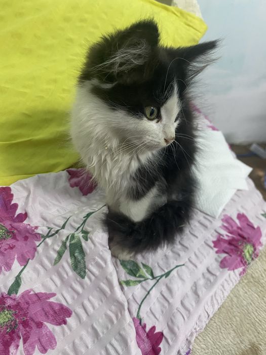 Отдам котенка в добрые руки