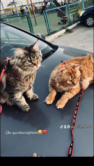 Мейн Кун котенок