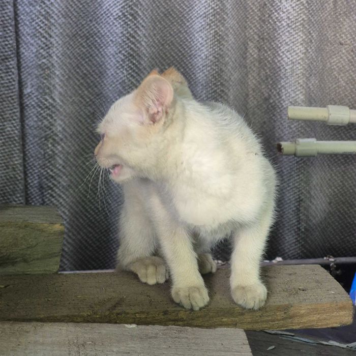 Отдам котят в добрые руки