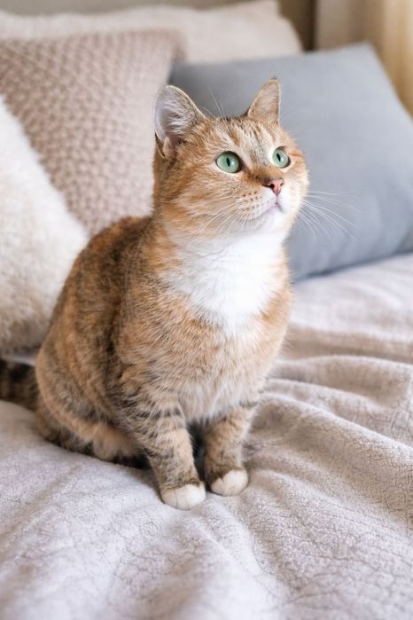 Отдам бесплатно девочку кошечку.