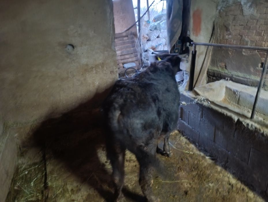 Продам хорошего быка