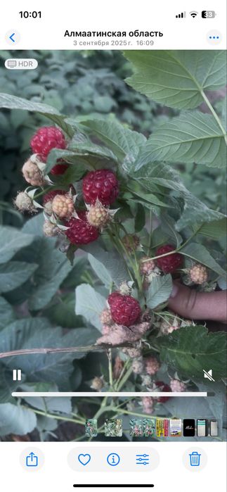 Рассада малины и клубники