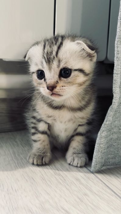 Котята Актобе скоттиш фолд