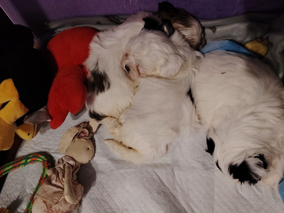 Donez  detalii in privat