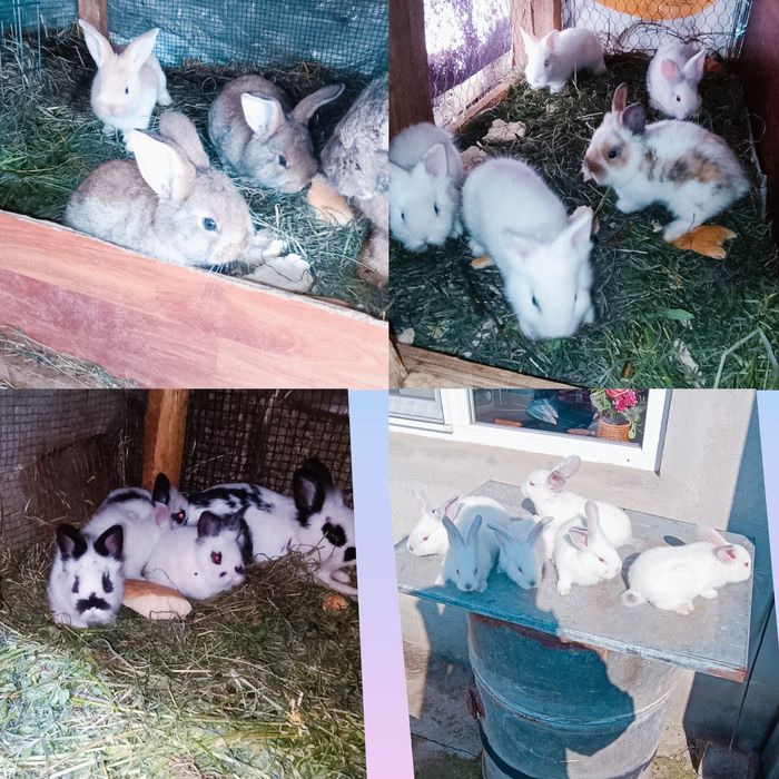 Iepuri de rasa de vânzare