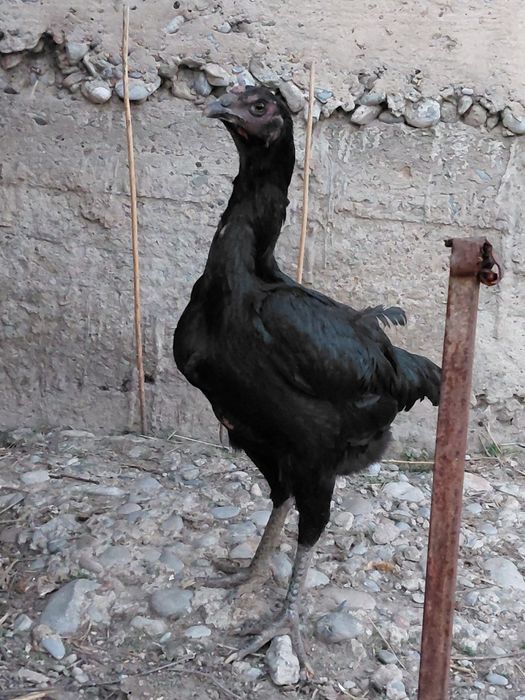 Дакан ганой курица