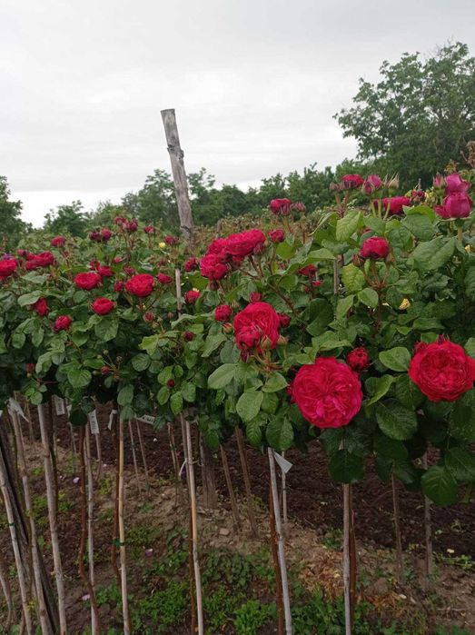 Щамбови рози, цветово разнообразие.