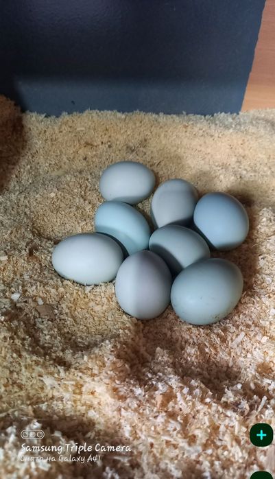 Амераукана балапандар