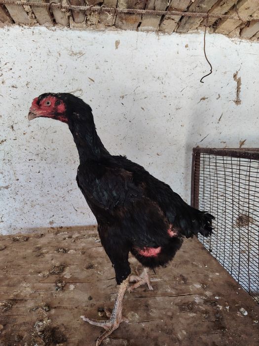 Бойцовский жұмытрка яйца