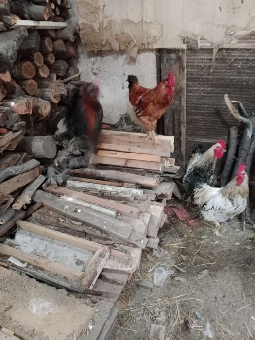 Продам петухов домашних