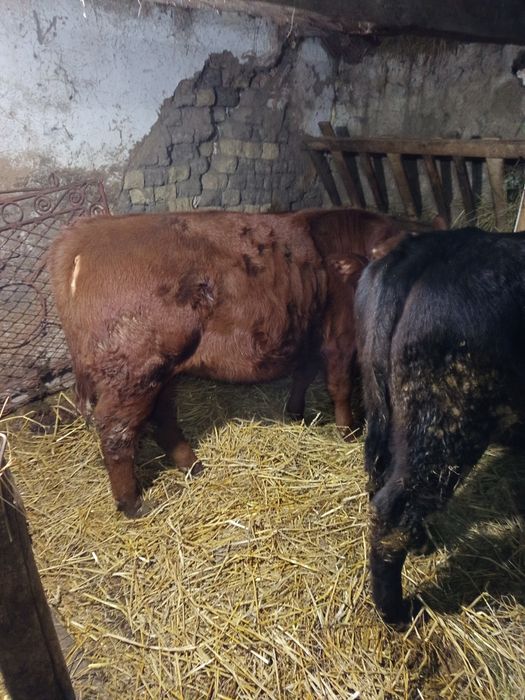 De vînzare doua vitea