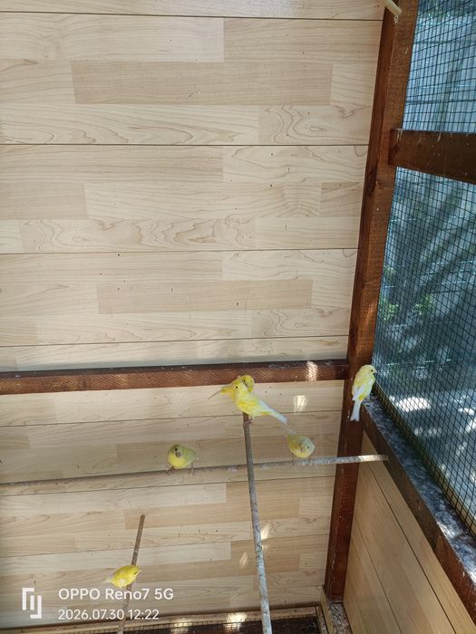 Canari de cantec