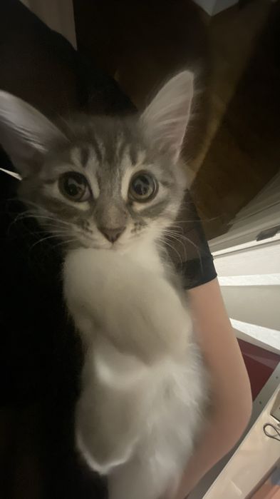 Одтам котенка девочка