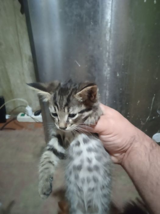 Кошки бесплатно...