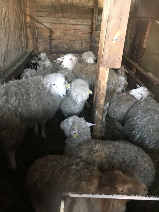 Тоқтылвр сатылады