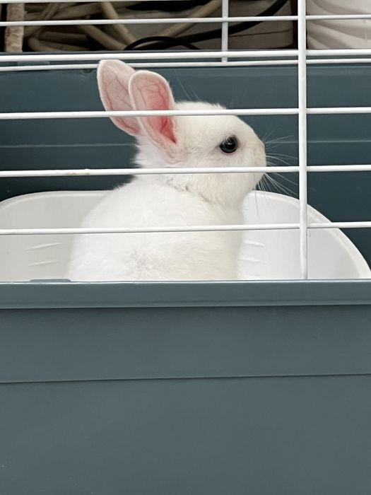 Продам декоративного кролика адрес алгабас
