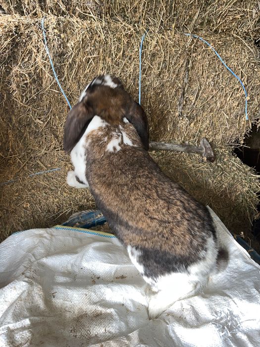 Iepuroaica berbec german