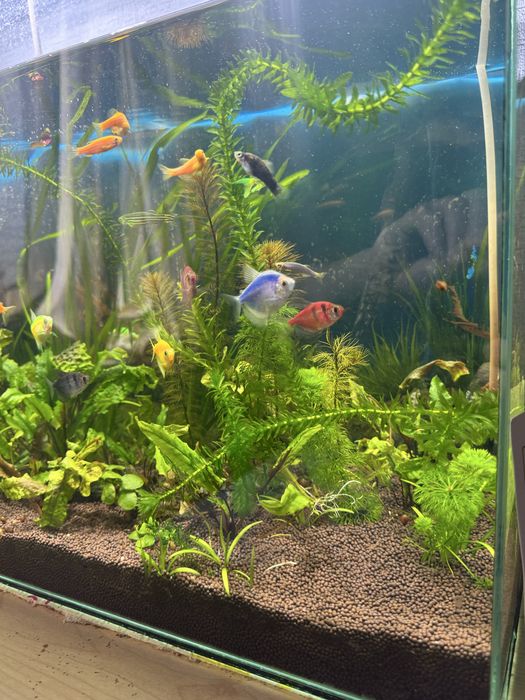 Аквариум 60-50 литров ………………..