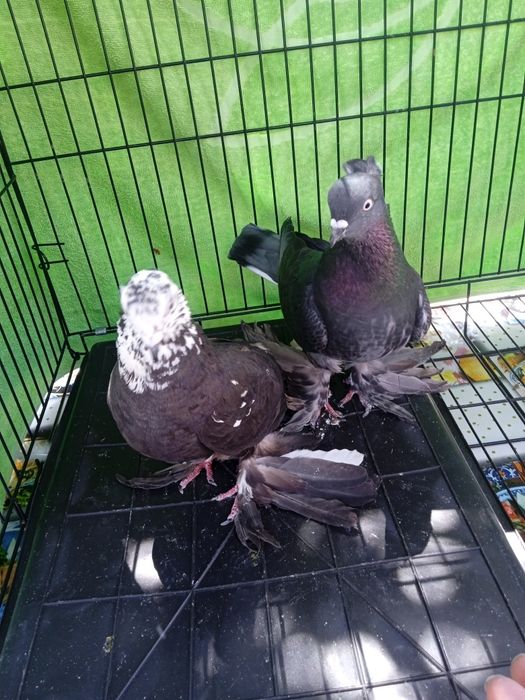 Продаются голуби