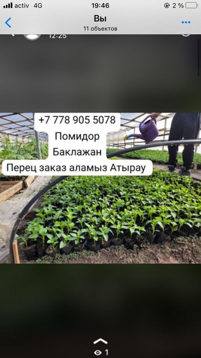 Перец памидор арбуз