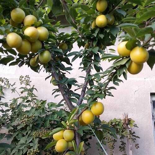 Слива - Ту-Сун   ..