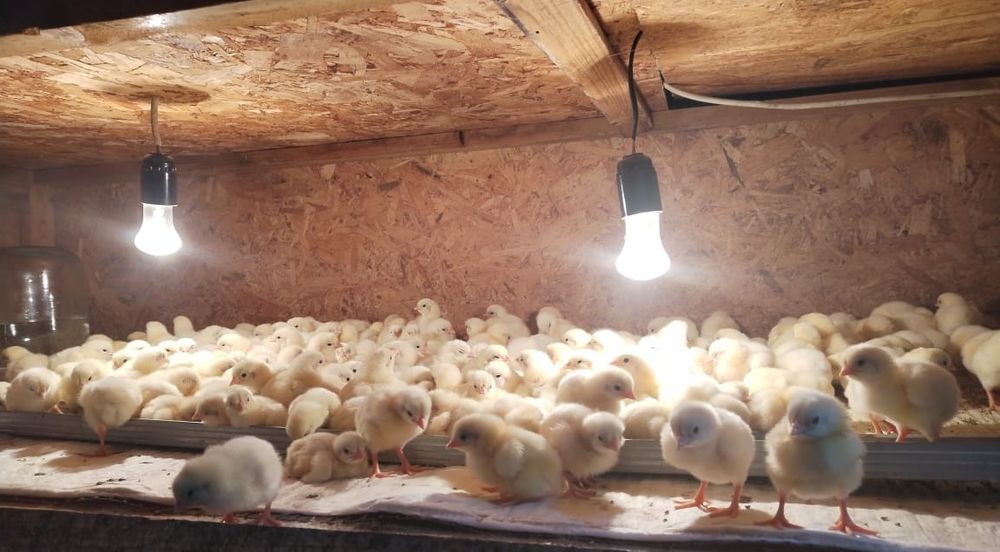 Бройлерные цыплята