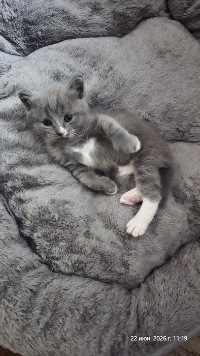Отдам котят, девочка и мальчик
