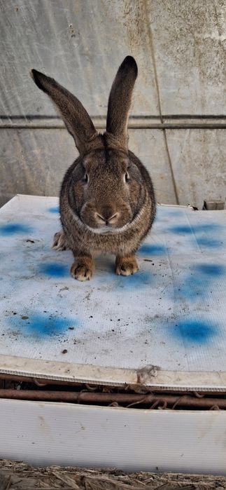 Iepure Uriaș Belgian mascul