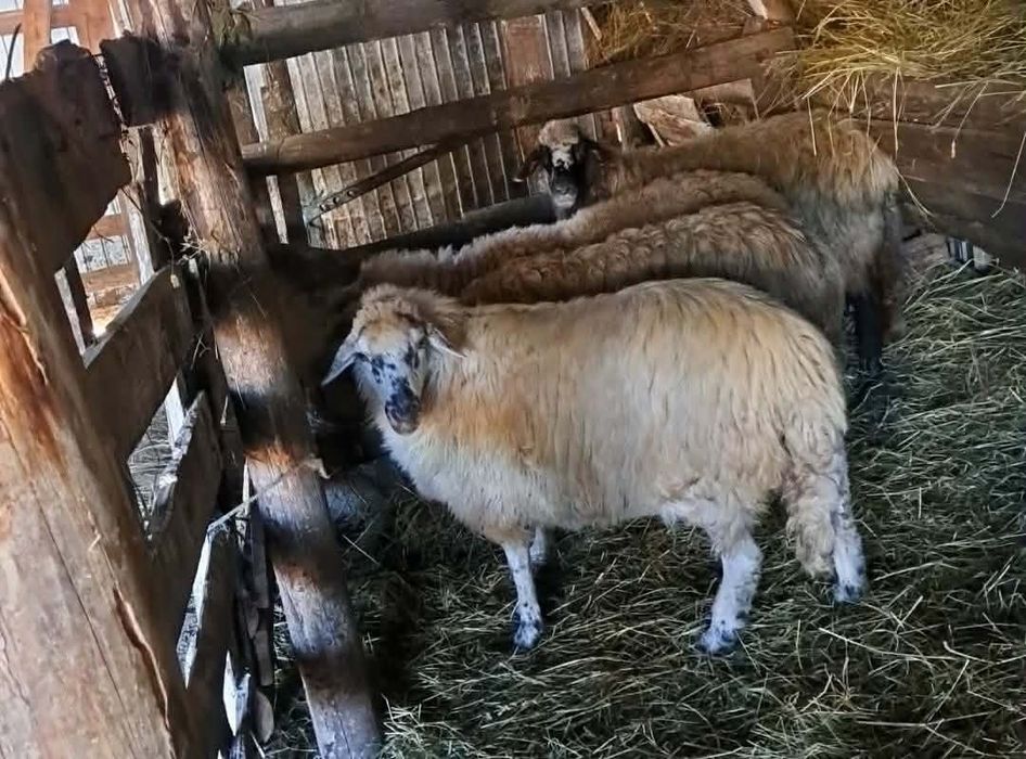 Vând 4 oi de 2 si 3 miei !
Se vand toate la pachet 2500 lei