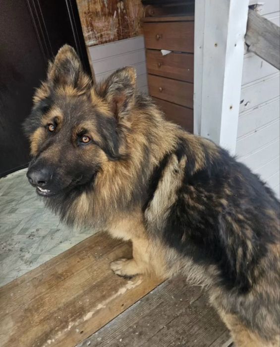 Щенки Немецкой Овчарки