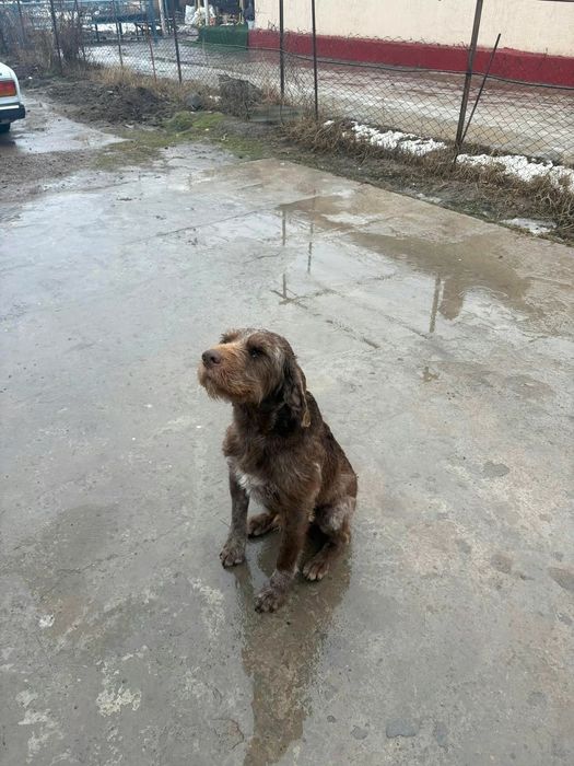 Собака Дратхаар 200% рабочий