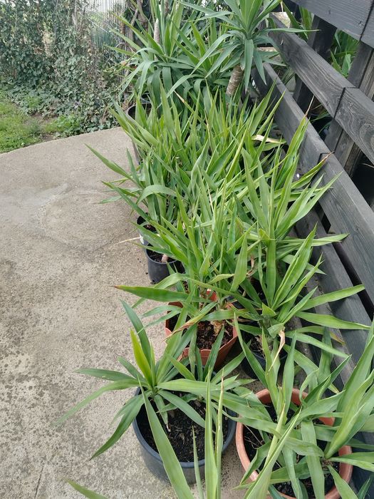 Flori ,yucca ghiveci