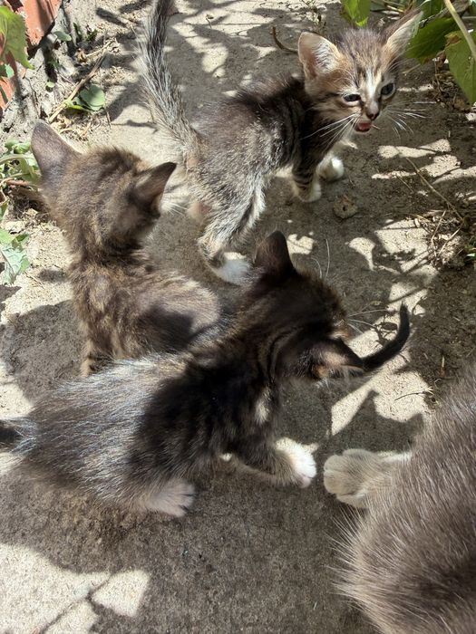 Кошечки и Котики