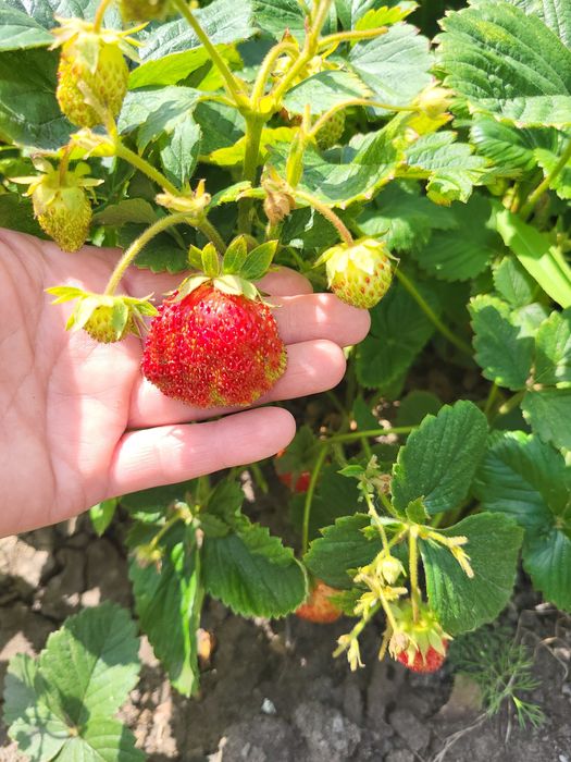 Продам рассаду клубники