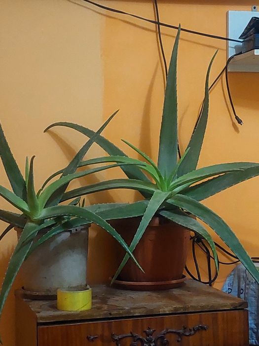 Алое вера гүлін сатамын дәрілік қасиеті мол